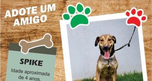 adoção barueri cães e gatos