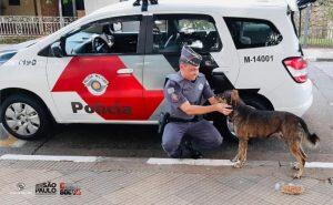 policiais animais rua osasco