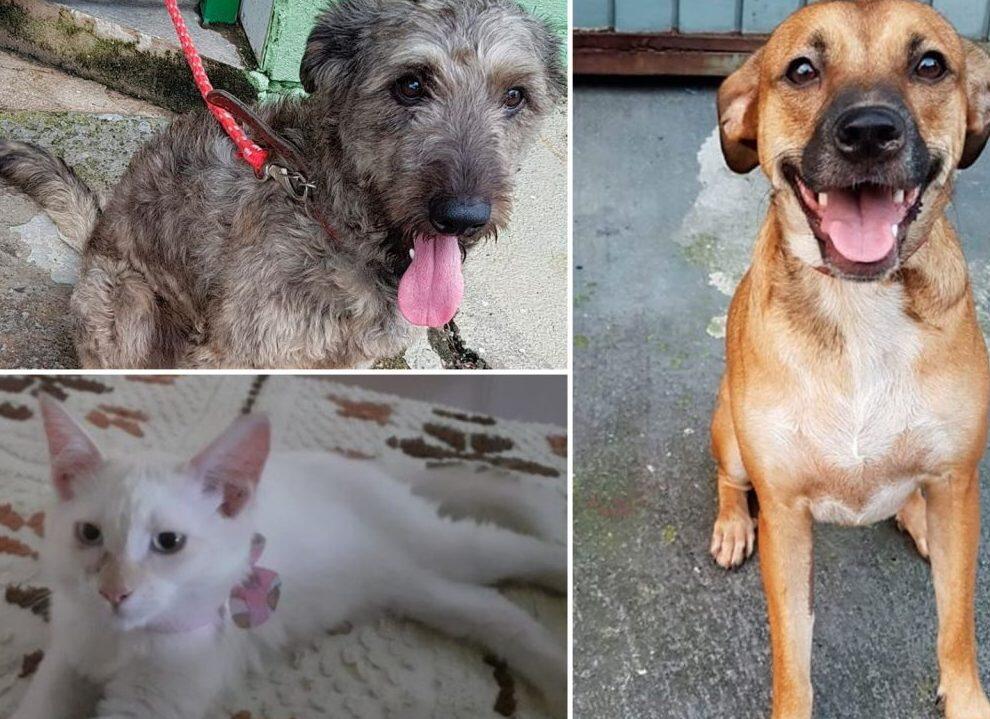 shopping Continental promove adoção de cães e gatos