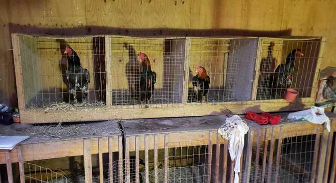 rinha de galo em Cotia PM divulgação