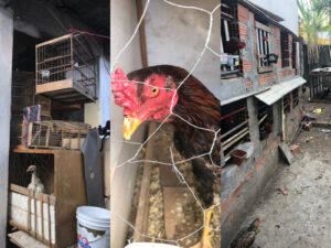 rinha de galo osasco