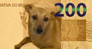 vira-lata caramelo nota 200