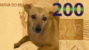 vira-lata caramelo nota 200