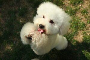 cachorro poodle latido