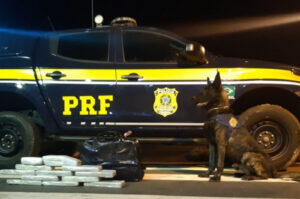 cão farejador droga osasco