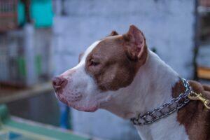pitbull morde mulher