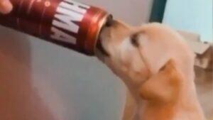 casal oferece cerveja para cachorro