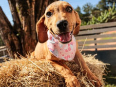 cachorro adote um pet itapevi