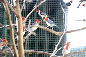 cetas-de-barueri-recebe-203-aves-resgatadas-pela-policia-ambiental-0