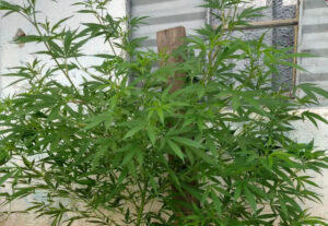 maconha itapevi