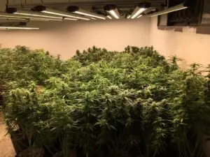maconha itapevi alphaville