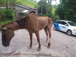 cavalo resgatado itapevi