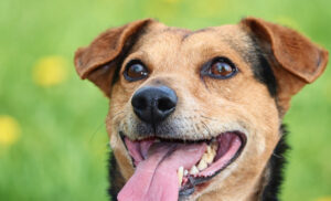 feira de adoção cães e gatos itapevi