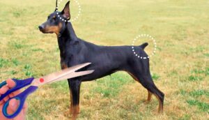 cirurgias mutilantes