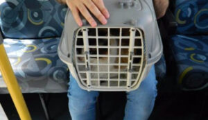 transporte de animais em ônibus