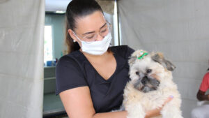 castração de cães e gatos barueri