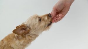 cães e gatos remédio