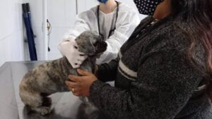 cepad veterinario barueri