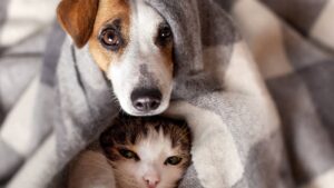 cães e gatos pet