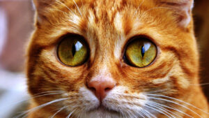gato