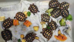 animais silvestres barueri