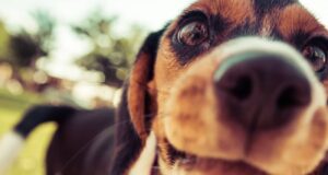 cachorro pet