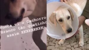 castração clandestina cachorro