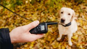 coleiras que dão choque em cães (1)
