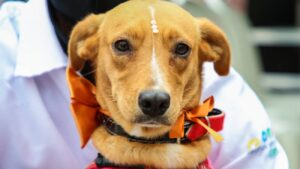 feira de adoção cães e gatos osasco