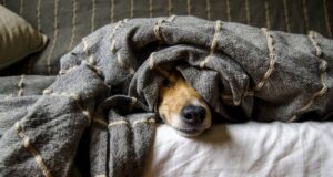pets inverno