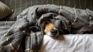 pets inverno