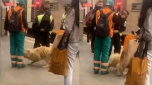 agressao cachorro cptm osasco