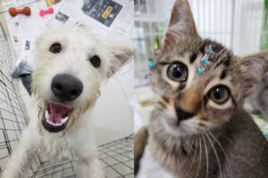 adoção cães e gatos continental shopping