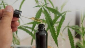 canabidiol maconha