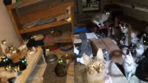 gcm de cotia 300 cães e gatos