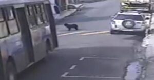 cachorro atropelado itapevi