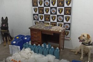 cães farejadores droga carapicuíba