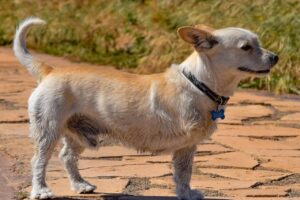 feira adoção cães