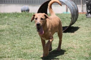 feira de adoção cães barueri