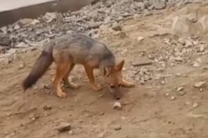 raposa cachorro