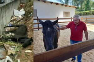 égua equoterapia barueri