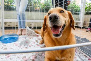 adoção cães e gatos itapevi