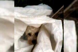 cachorro abandonado barueri novo lar