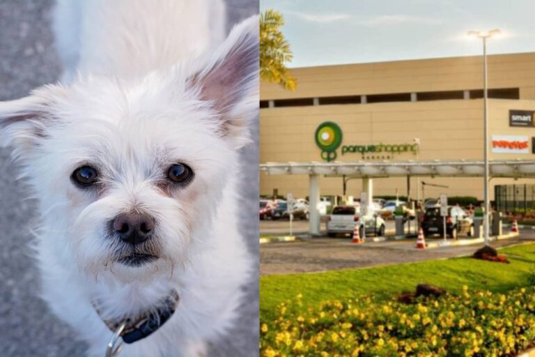Cães esperam por um novo lar em feira de adoção no Parque Shopping Barueri neste sábado