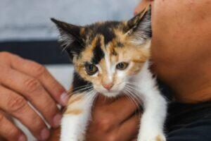 cat day osasco feira adoção