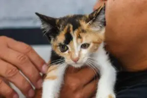 cat day osasco feira adoção