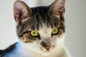 gato pets
