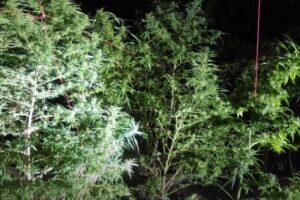 maconha