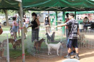 pets barueri