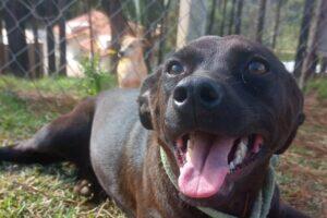 adoção pets caucaia
